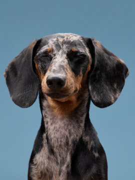 A close view of a merle dachshund features its flat ears and firm expression. The plain backdrop helps focus attention on the face.