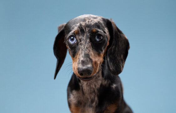 A young dachshund sits facing the camera with ears lowered. The neutral tone of the blue backdrop emphasizes its serious look.