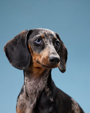 A dachshund looks off to the right with slightly raised ears. The cool tone gives a clean visual focus.