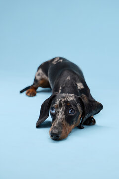 A dachshund lays down fully on a light blue floor. Its short legs are visible and the overall pose is passive and quiet.