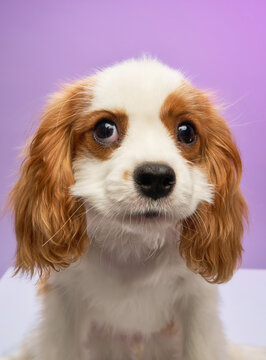 The Cavalier Spaniel dog looks surprised as it faces forward under diffused lighting.