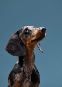 A dachshund is shown from the side with its ears perked up. The lighting and posture emphasize its sleek facial features.
