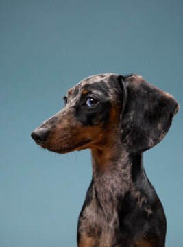 A dachshund sits in profile with its ears slightly raised. Its focused gaze is directed to the left in a calm studio setup.