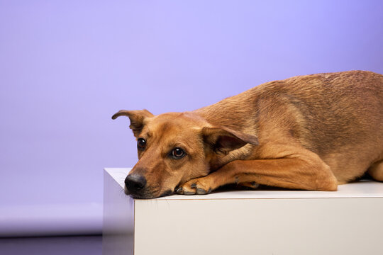A medium-sized dog lies down with its head on the edge of a white surface. Its expression is relaxed beneath soft studio lighting.