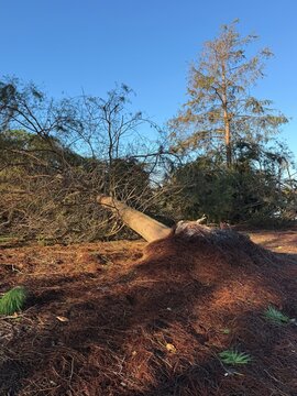 Large uprooted cypress tree from Hurricane Isaias in Destin, Florida 