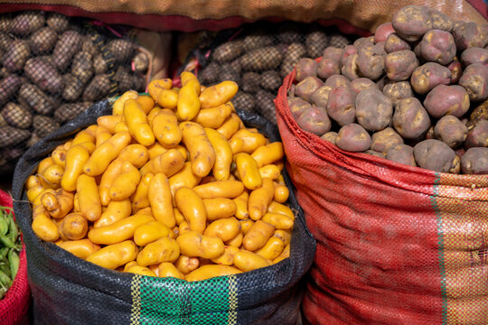 Huancayo, Peru, Per&uacute; : colorful varieties of potatoes displayed in bulk at Mercado Mayorista. Yellow, reddish and dark-skinned Andean tubers fill large market sacks.