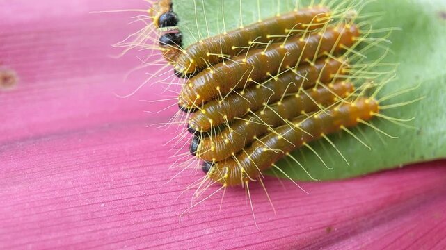 Macro of painted jezebel caterpillar insect on green taro leaves. Also known as delias hyparete insect.