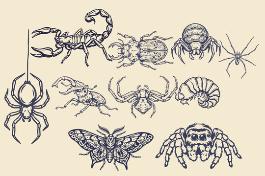 Creepy Halloween Spiders Scorpions Beetles and Moths Vector Set