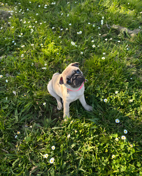 Full body shot of a small cute pug puppy sitting on green lawn outdoors