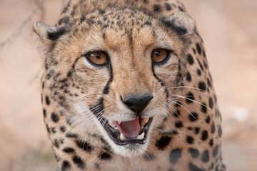 Cheetah portrait with open mouth, close-up © Steph