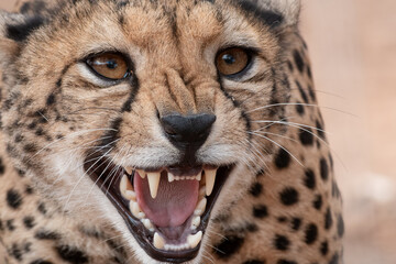 Cheetah snarling with open mouth showing teeth, close-up portrait © Steph