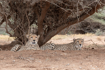 Two cheetahs resting under an acacia tree in a reserve, Djibouti © Steph