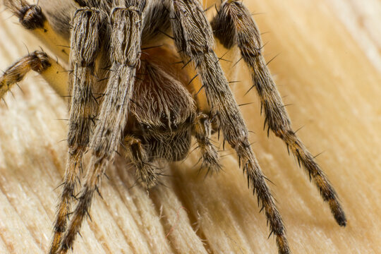 Intense Macro of Tarantula Legs, Detailed Close-Up of Theraphosidae Appendages