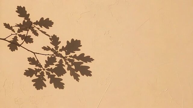 Oak leaves shadow casting on beige textured wall background on white b