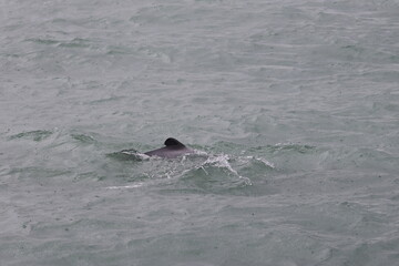hector's dolphin © Thomas