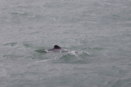 hector's dolphin