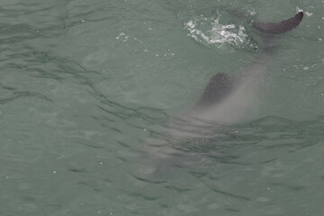 hector's dolphin © Thomas