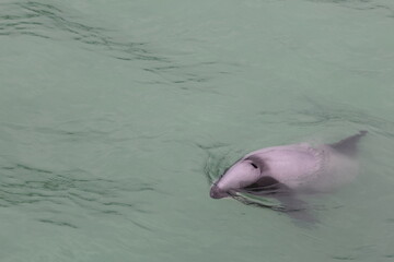 hector's dolphin © Thomas