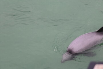 hector's dolphin © Thomas