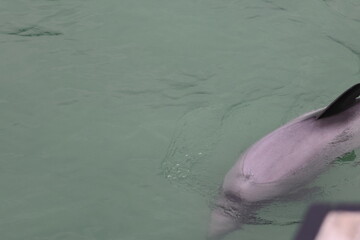 hector's dolphin © Thomas