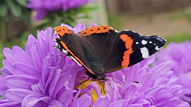 The red admiral butterfly is sitting on the purple flowers of the aster