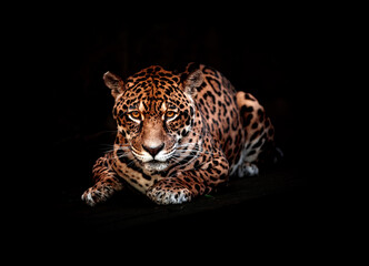 Jaguar Portrait with Intense Gaze on a Black Background © Camila Barros