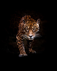Jaguar Walking Towards the Camera in Low Light © Camila Barros