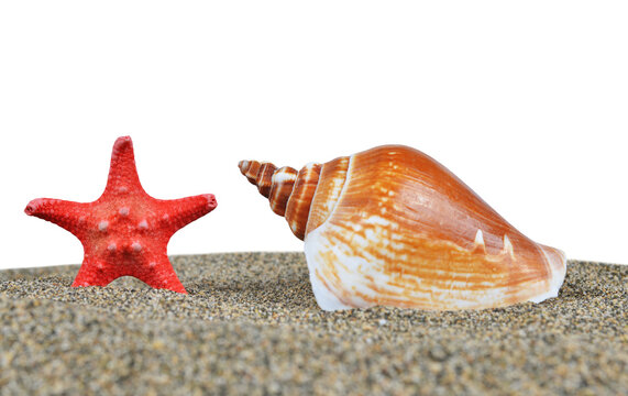 Seashell with red starfish on the sand isolated on transparent background, PNG.	
