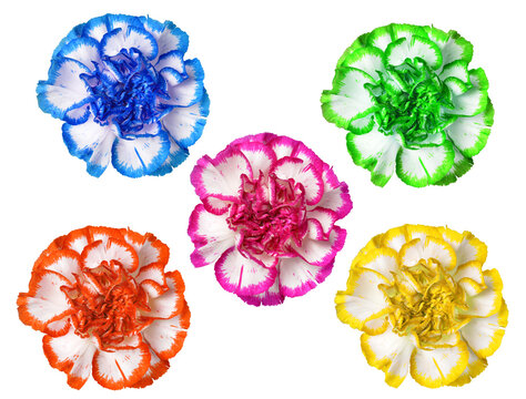 Set of Carnation flowers isolated on a transparent PNG background.