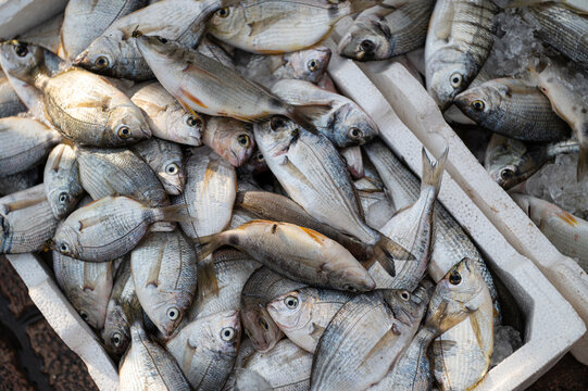 Freshly caught fish piled in a market crate after a morning catch