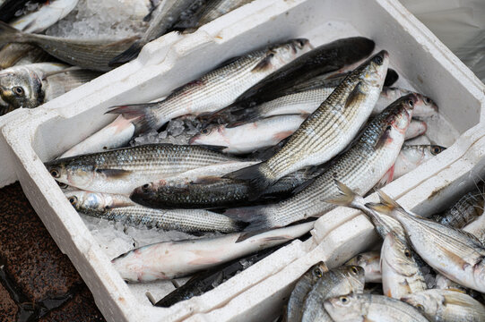 Freshly caught fish arranged in an ice-filled market crate during the day