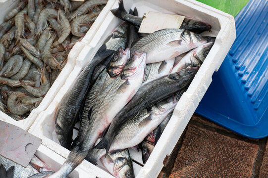 Fresh fish and shrimp displayed in market containers during a seafood sale