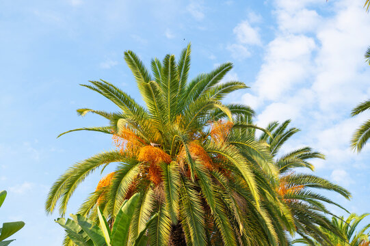 Palm fronds and orange fruit clusters rise against the sky in a daytime view