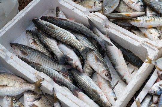 Fish sorted into white crates at a seafood market during the day