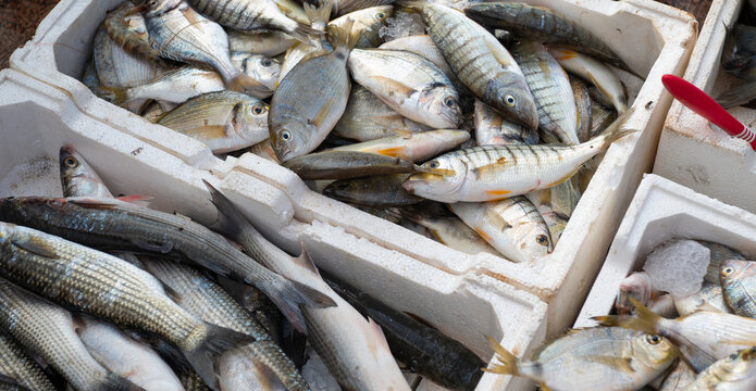 Freshly caught fish arranged in white crates at a seafood market during the day