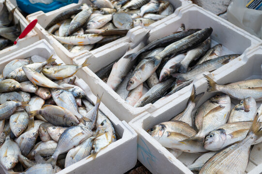 Fresh fish sorted in white crates at a market stall during daytime