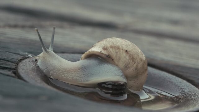 Close-up of a snail slowly crawling across a wet, weathered wooden surface. Detailed shell texture, moist skin, and natural movement create a peaceful macro nature scene.