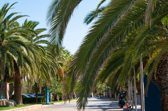 Palm trees line a city street as a motorcyclist passes in daylight