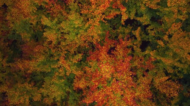 Deciduous trees and young beech trees with colorful autumn leaves, aerial top down view. 