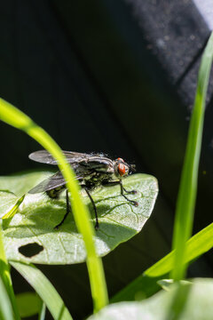 Fliege auf Blatt