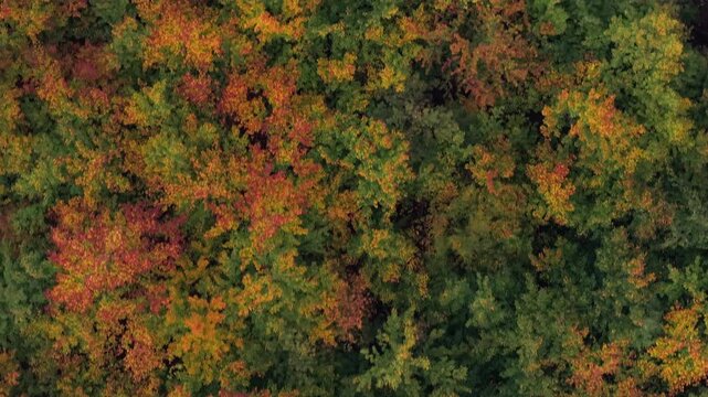 Deciduous trees and young beech trees with colorful autumn leaves, aerial top down view. 