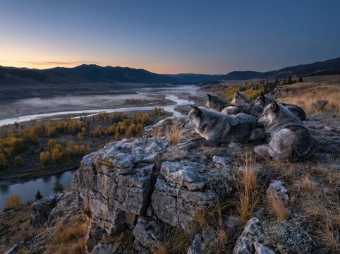 Grey Wolf Pack Resting on Rocky Cliff Overlooking Misty Valley