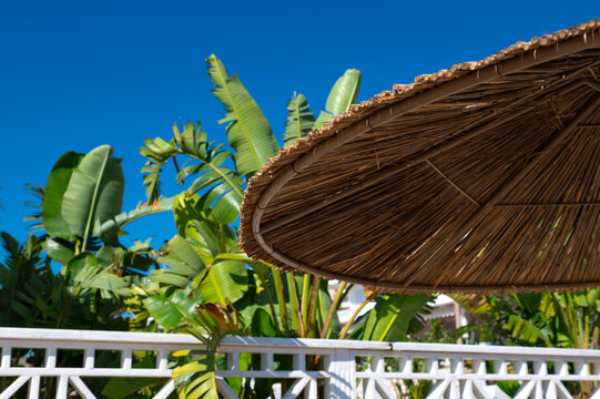 Thatched parasol above a white garden fence and banana plants in daylight