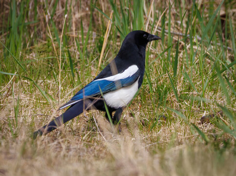 Black-billed magpie walking in the grass near the Kenai River, Cooper Landing, Alaska