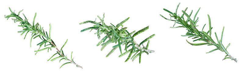 Isolated fresh herbs mint rosemary PNG © KAI-CHIEH YANG