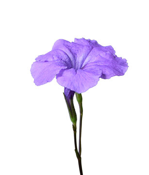 Single stem of a Mexican petunia, Ruellia simplex, featuring a vibrant ruffled purple flower and a closed green bud, isolated on transparent background