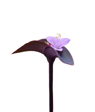 Single stem of a purple heart plant, Tradescantia pallida, featuring dark purple boat-shaped leaves and a delicate light purple flower with yellow stamens, isolated on transparent background