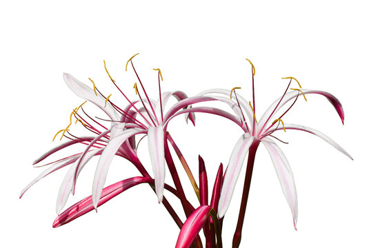 Cluster of Crinum lily flowers featuring long white petals with deep pink stripes and prominent yellow stamens, isolated on transparent background