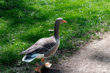 Greylag goose (Anser anser) with ornithological leg band (bird banding) for individual identification profile view walking along path at public park © ShakedN