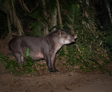tapir o anta  (Tapirus terrestris)